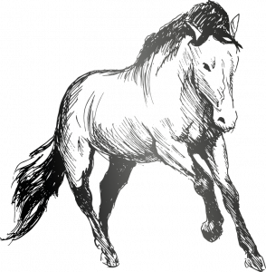 Micha – over de Animalinsight sessie