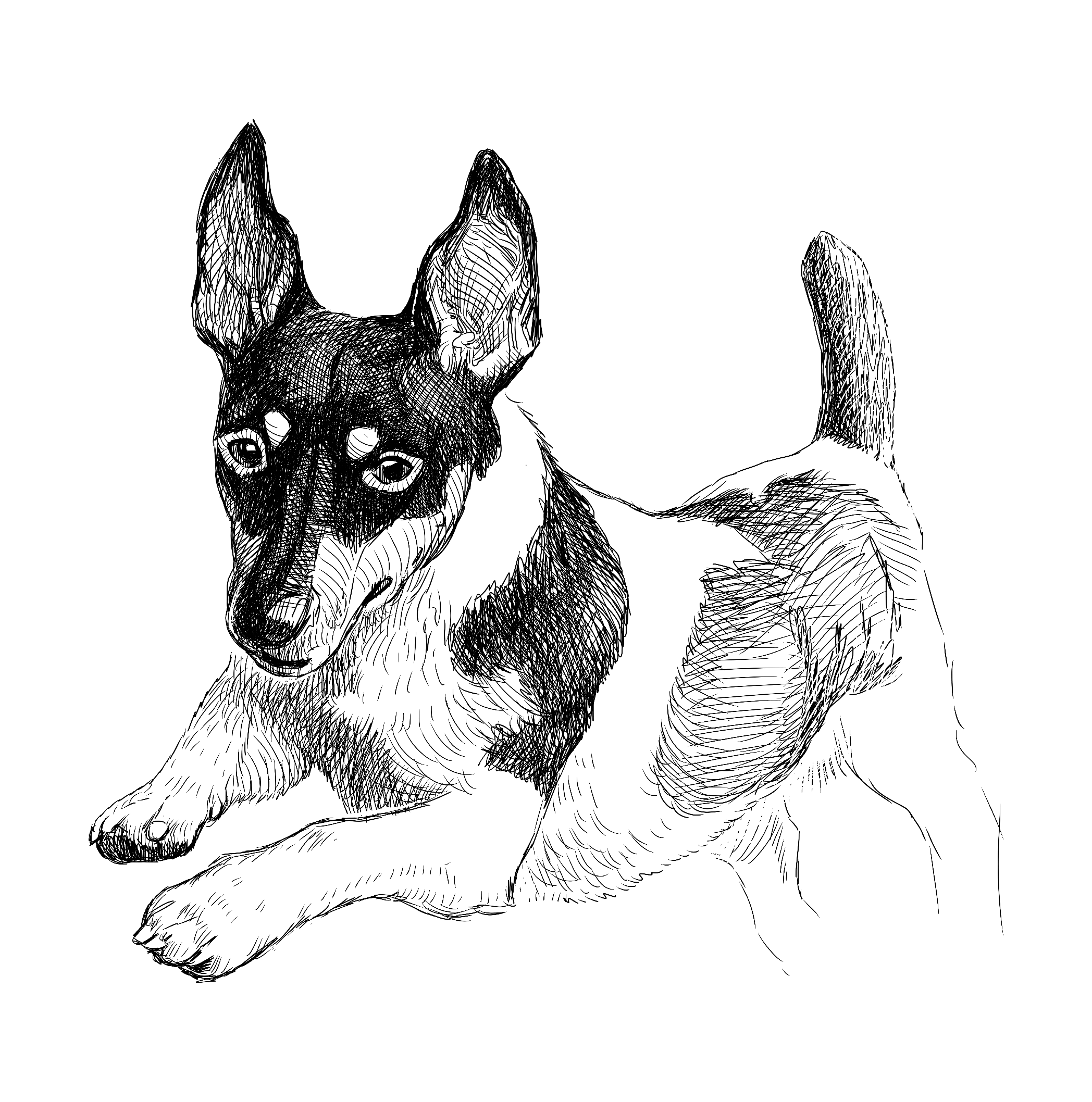 Animalinsight Hond Dierencommunicatie Opleiding