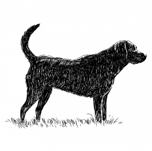 Jennifer – over de Animalinsight sessie