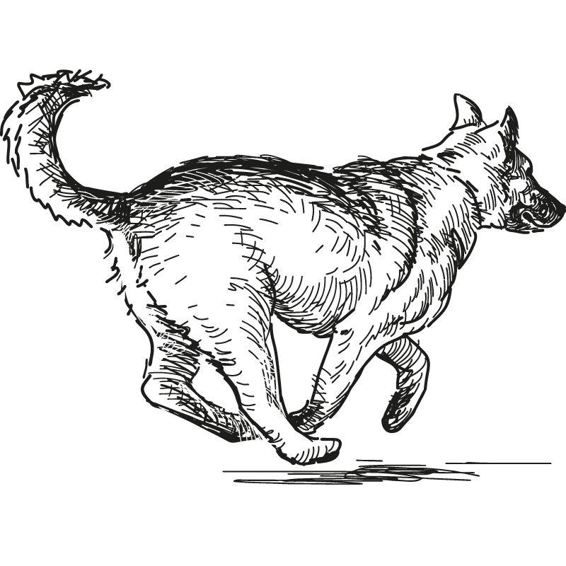 Rennende herdershond
Intuïtieve diercommunicatie, niet als dierentolk
Online Animalinsight dierencirkel