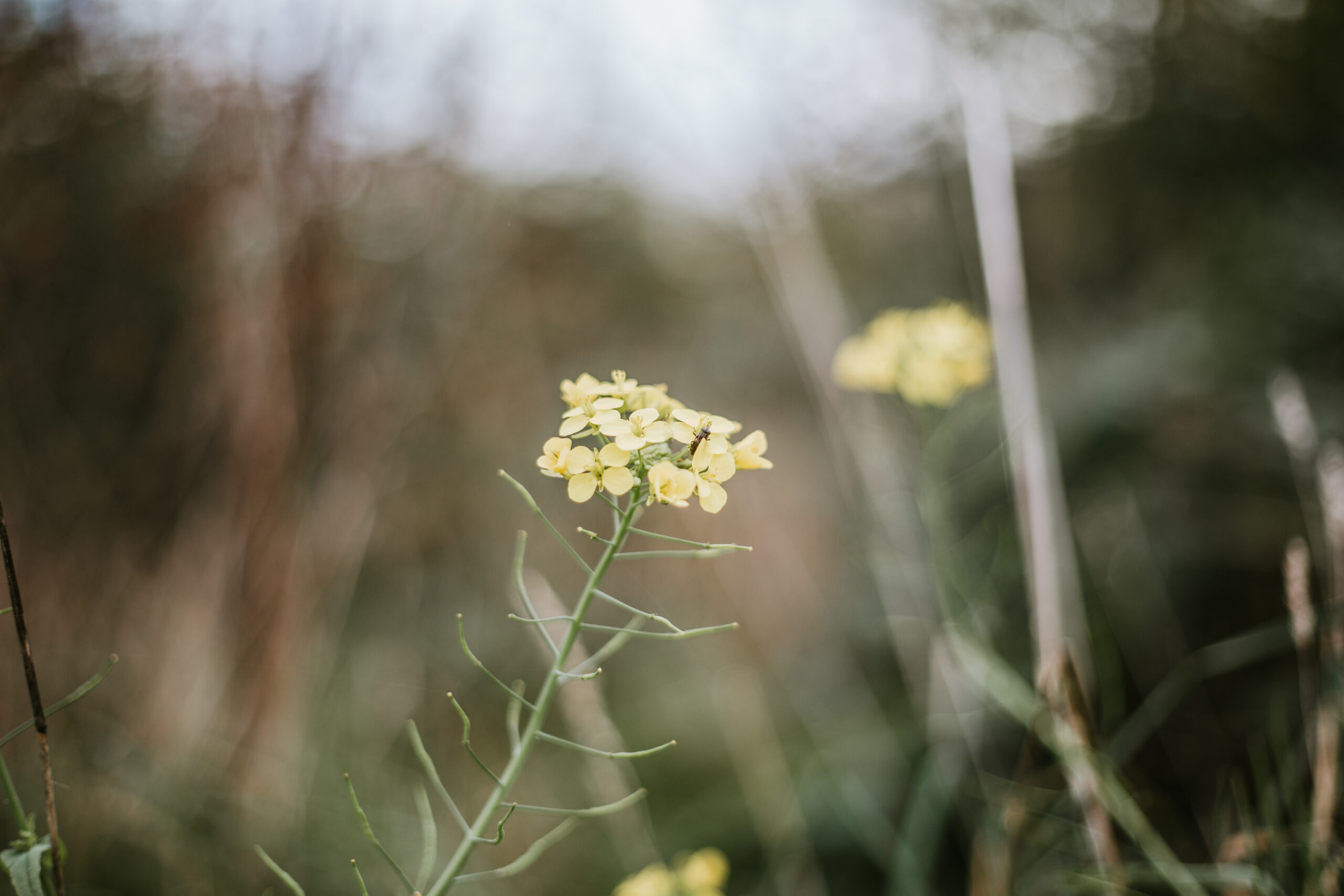 Kun jij de zorg voor je dier niet meer aan?