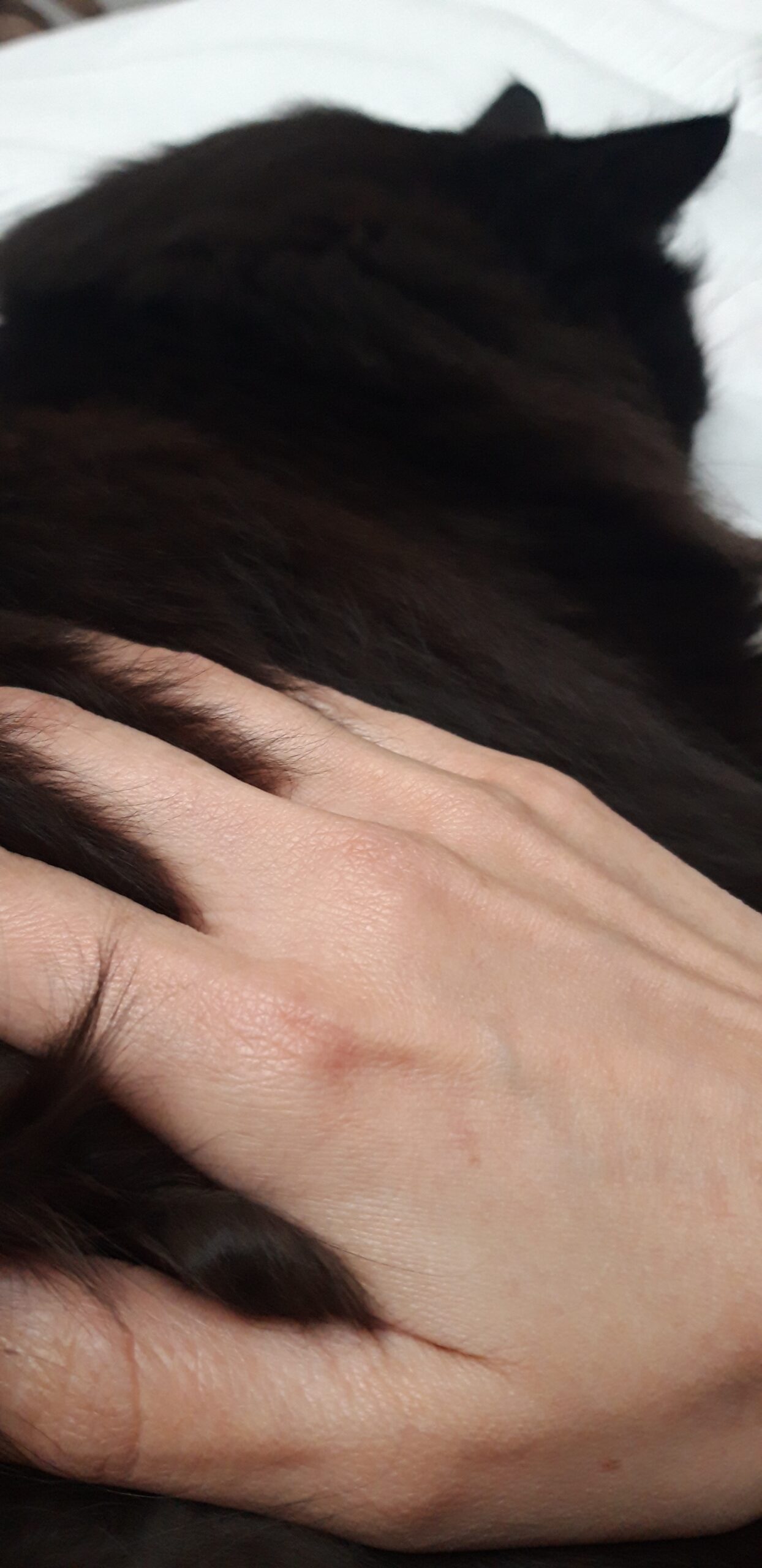 Veelgestelde vragen over mijn Animalinsight sessie