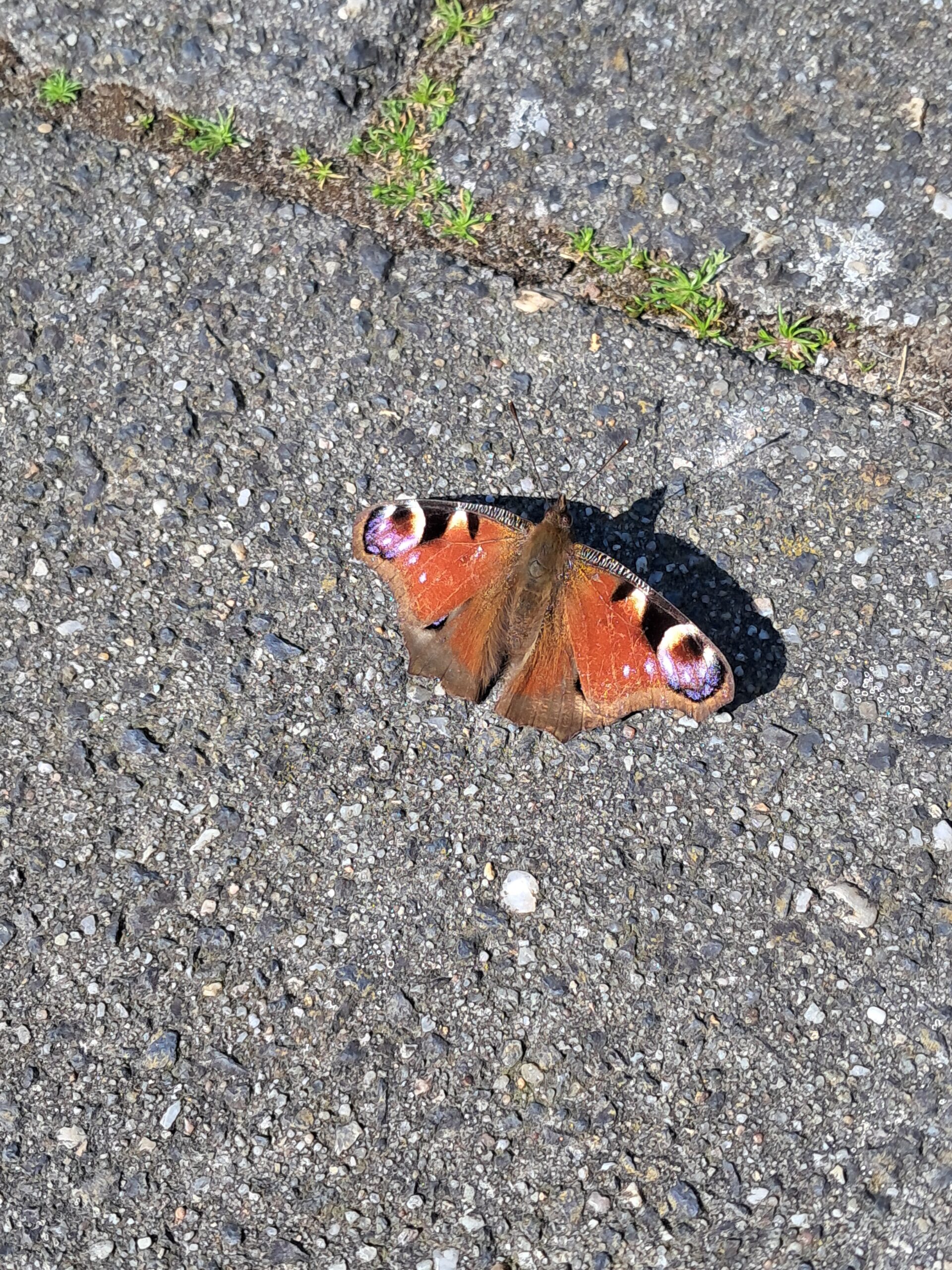 Ben jij bang voor enge beestjes?